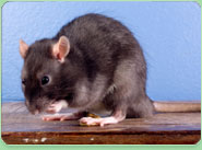 rat control Blackfriars